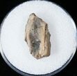 Tyrannosaurid Tooth Fragment - Montana #15203-1